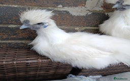 Chickens poultry for sale: Beautiful white silkie chicks  - Image 5