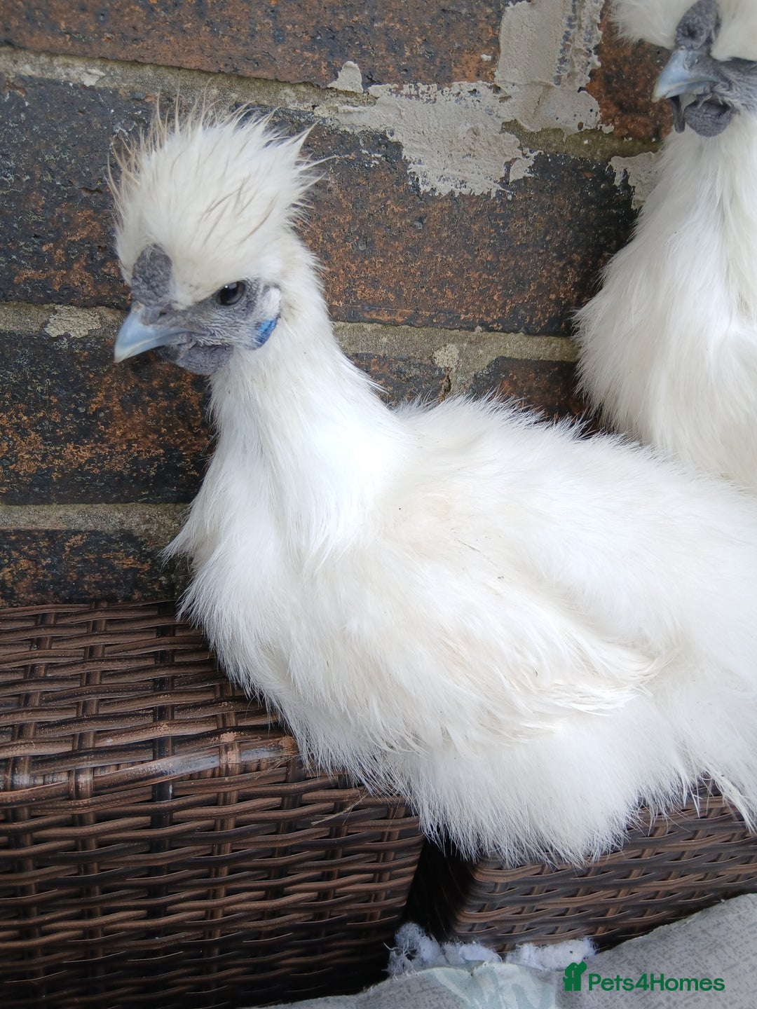 Chickens poultry for sale: Beautiful white silkie chicks  - Image 5