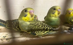 Budgerigars birds for sale: Budgies for sale, all in good health… - Image 5