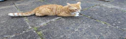 Bengal cats for sale:  Looking for a Loving Forever Home. Bengal/Calico - Advert 20
