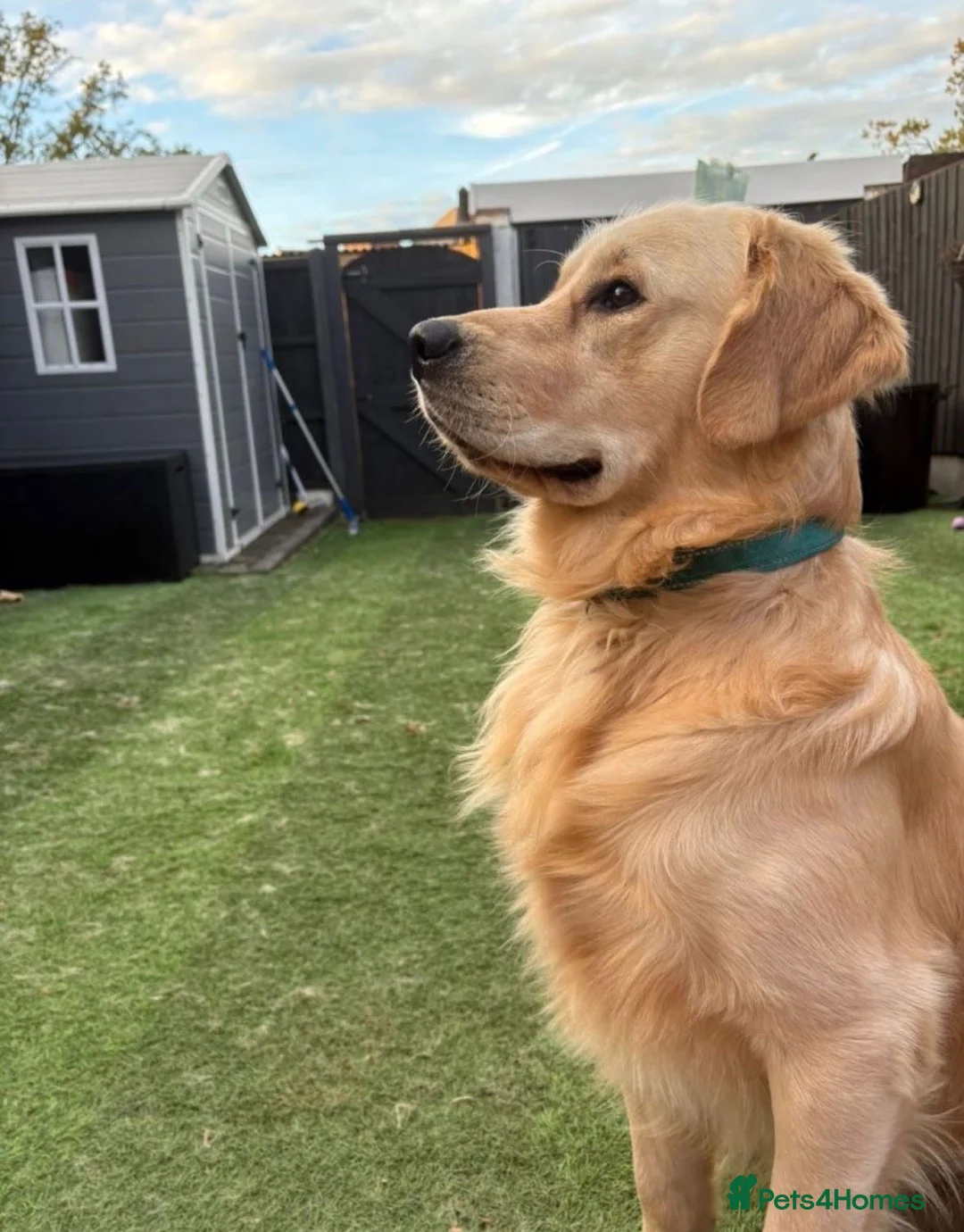 Golden Retriever dogs for sale: ✨🐾Exceptional Golden retriever puppies🐾✨ in Dunstable - Advert 4