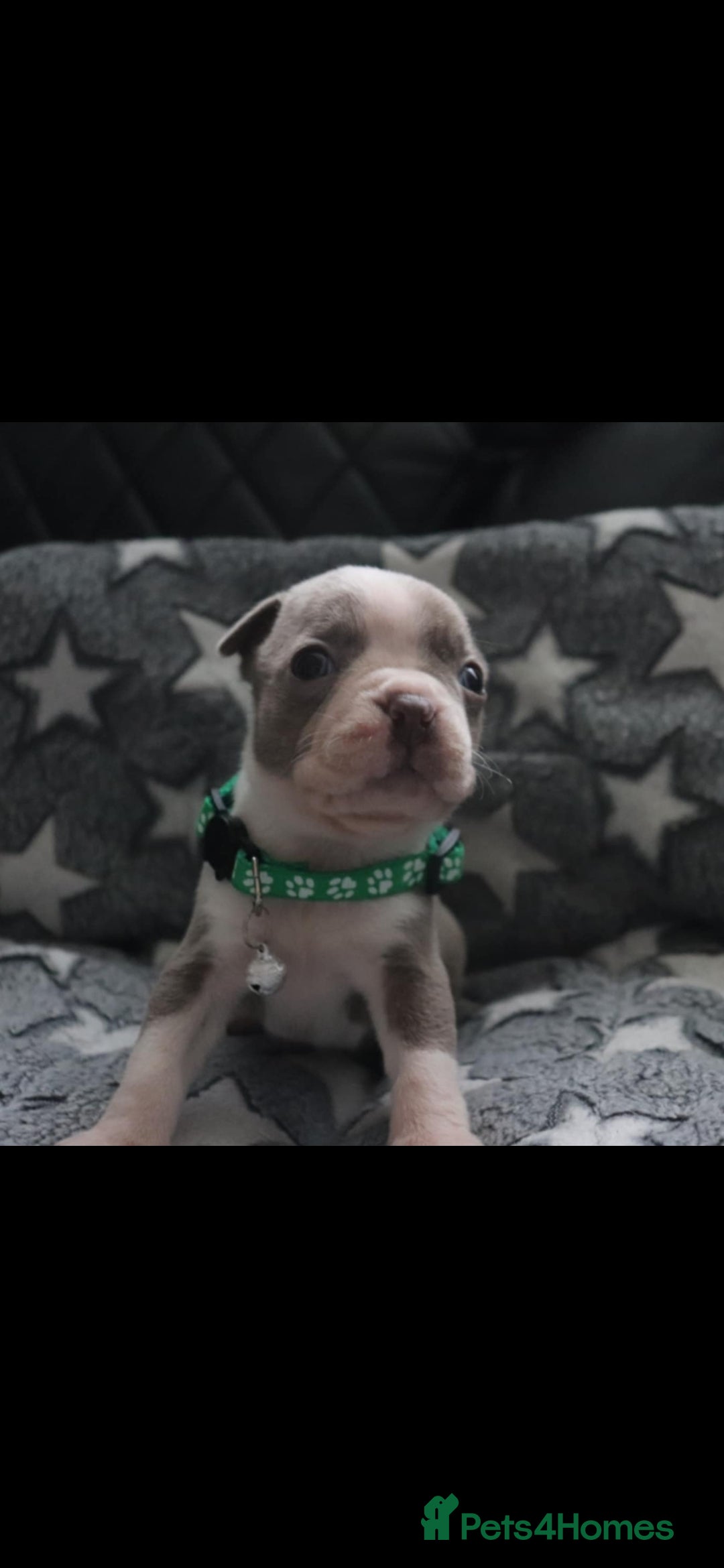 Boston Terrier dogs for sale: Beautiful Boston terrier puppies for sale  - Advert 2