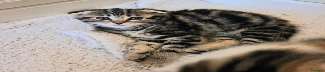 Scottish Fold Kitten 2