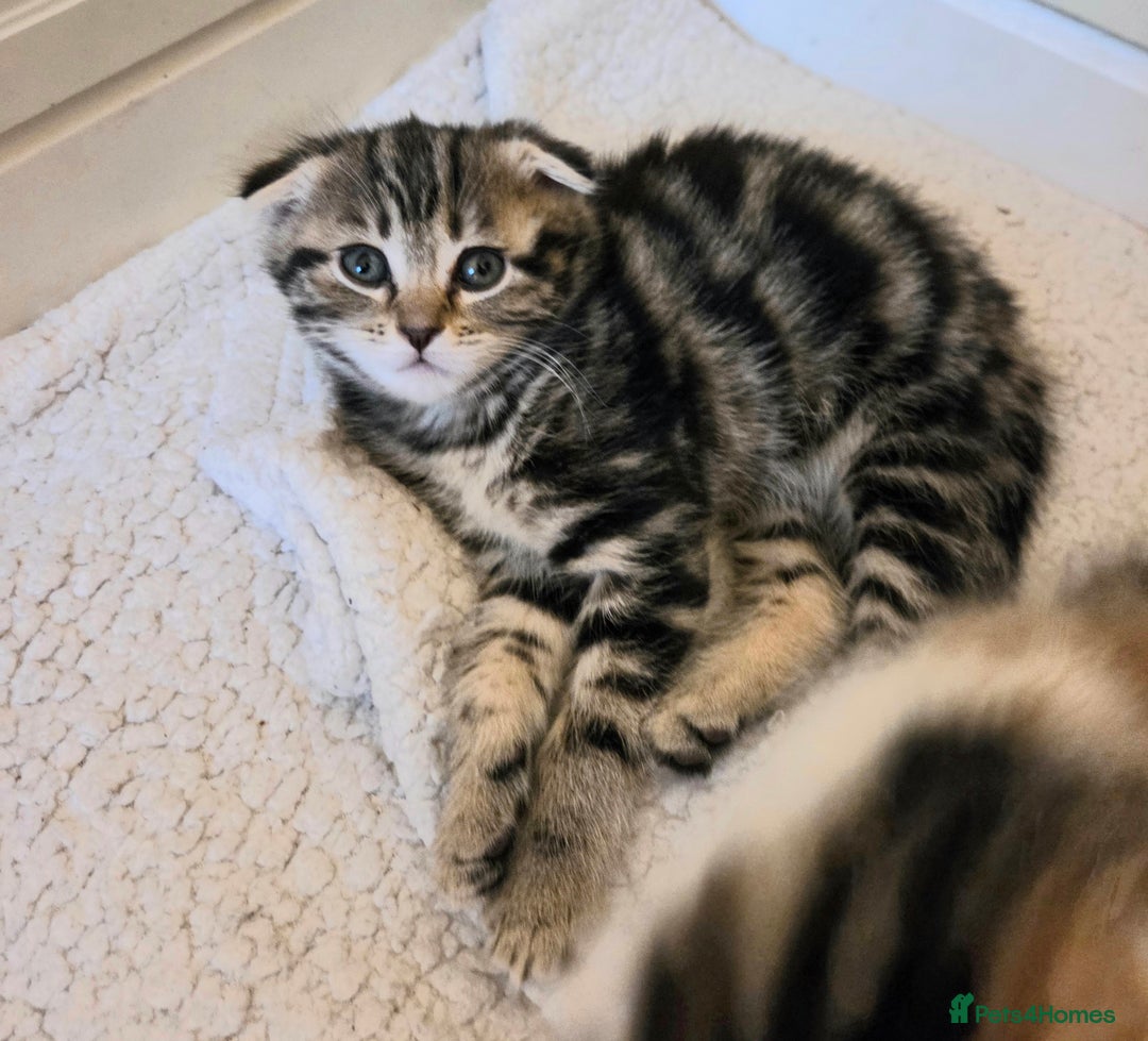 Scottish Fold cats for sale: Beautiful Scottish Folds - Image 22