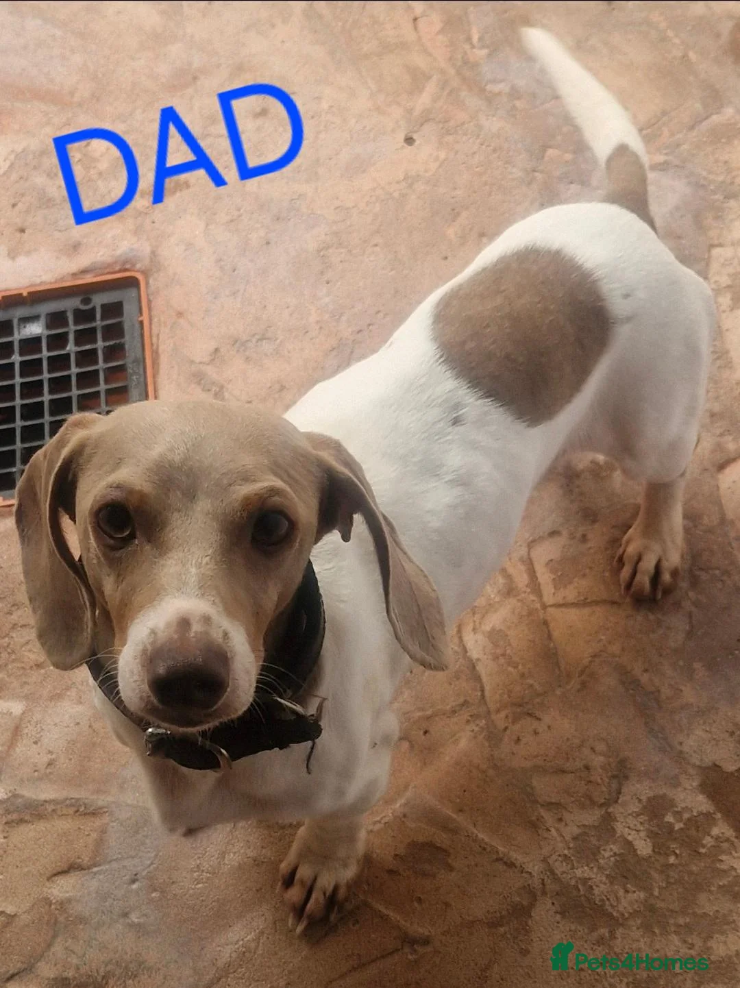 Miniature Dachshund dogs for sale: 🐕🐕6 adorable miniature dashund puppies 🐕🐕 - Advert 16