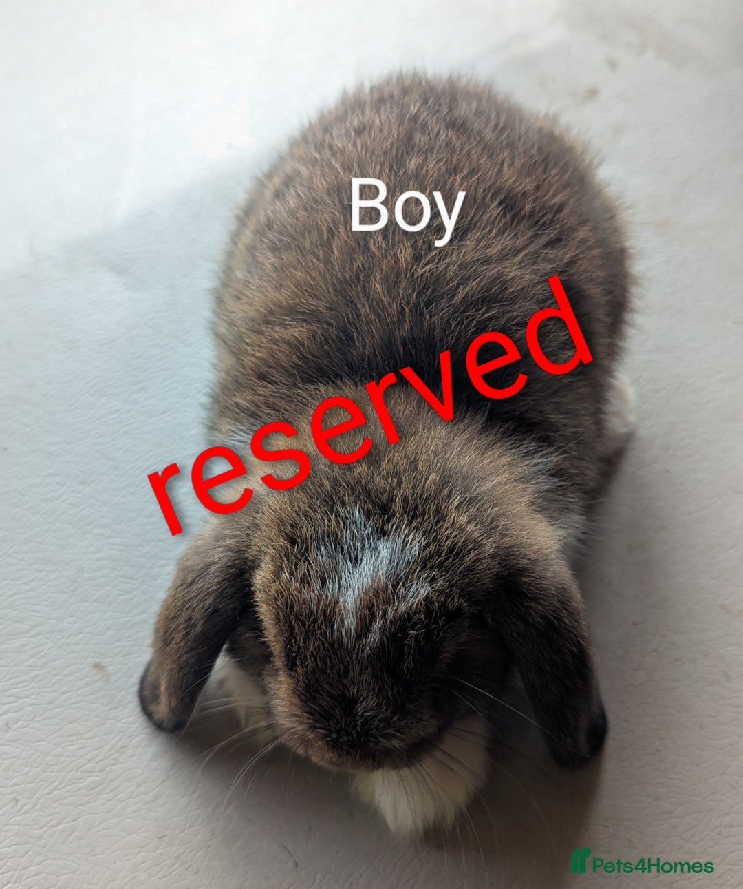 Mini Lop rabbits for sale: 4 stunning mini lops - Image 2