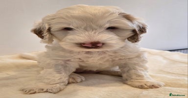 Australian Labradoodle dogs - Advert 14