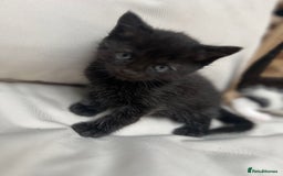 British Shorthair cats for sale: 4 kittens  - Image 20