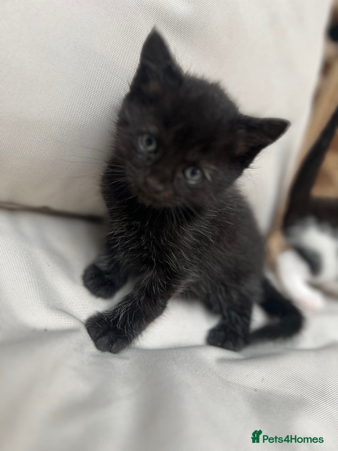 British Shorthair cats for sale: 4 kittens  - Image 20