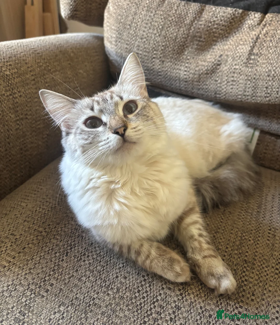 Ragdoll cats for sale: ✨Ragdoll Kittens for Sale - Advert 9