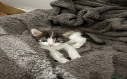 Brazilian Shorthair cats for sale: Gorgeous Brazilian short hair kittens - Image 1