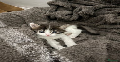 Brazilian Shorthair cats - Advert 11