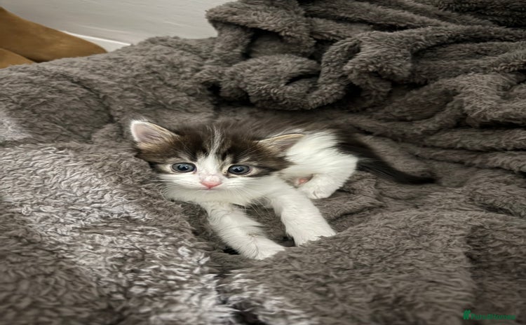 Brazilian Shorthair cats - Advert 1