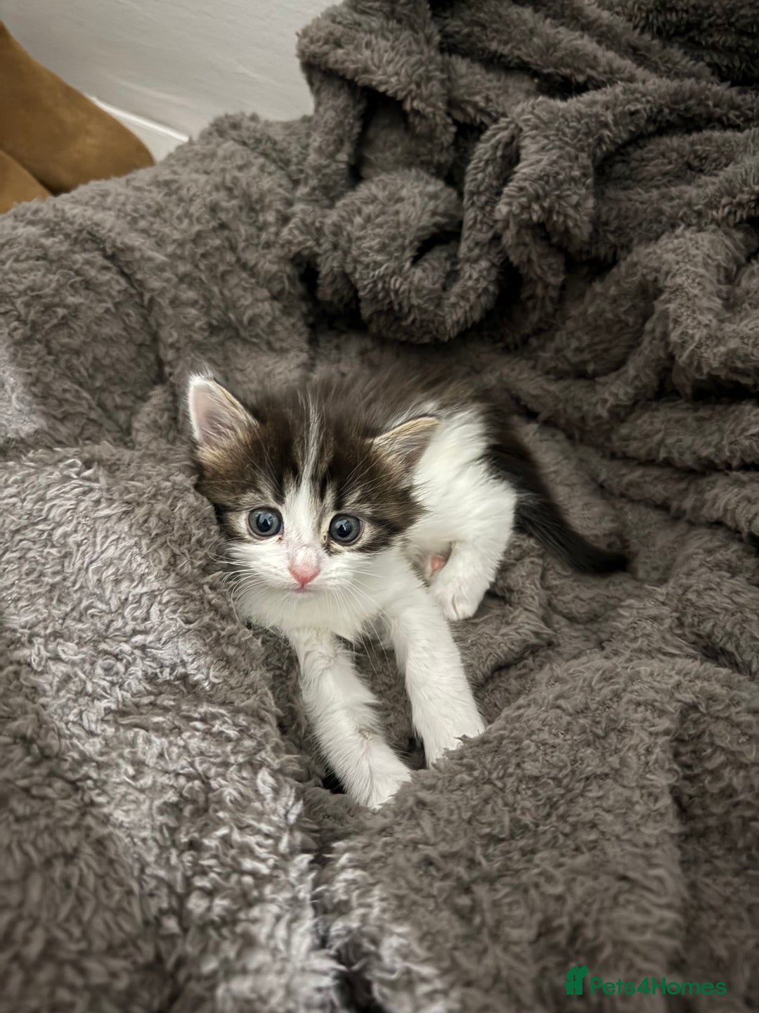 Brazilian Shorthair cats for sale: Gorgeous Brazilian short hair kittens - Image 1