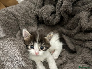 Brazilian Shorthair cats - Advert 2