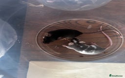 Mouse rodents for sale: Little Mices  - Image 12