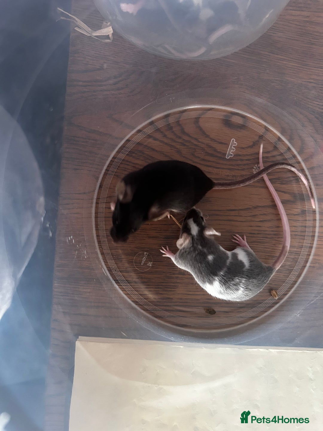 Mouse rodents for sale: Little Mices  - Image 12