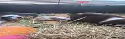 Guinea Pig rodents for sale: Baby guinea pigs - Advert 3