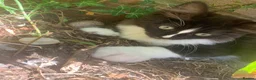 Mixed Breed cats for sale: Look in for a new home  - Advert 5