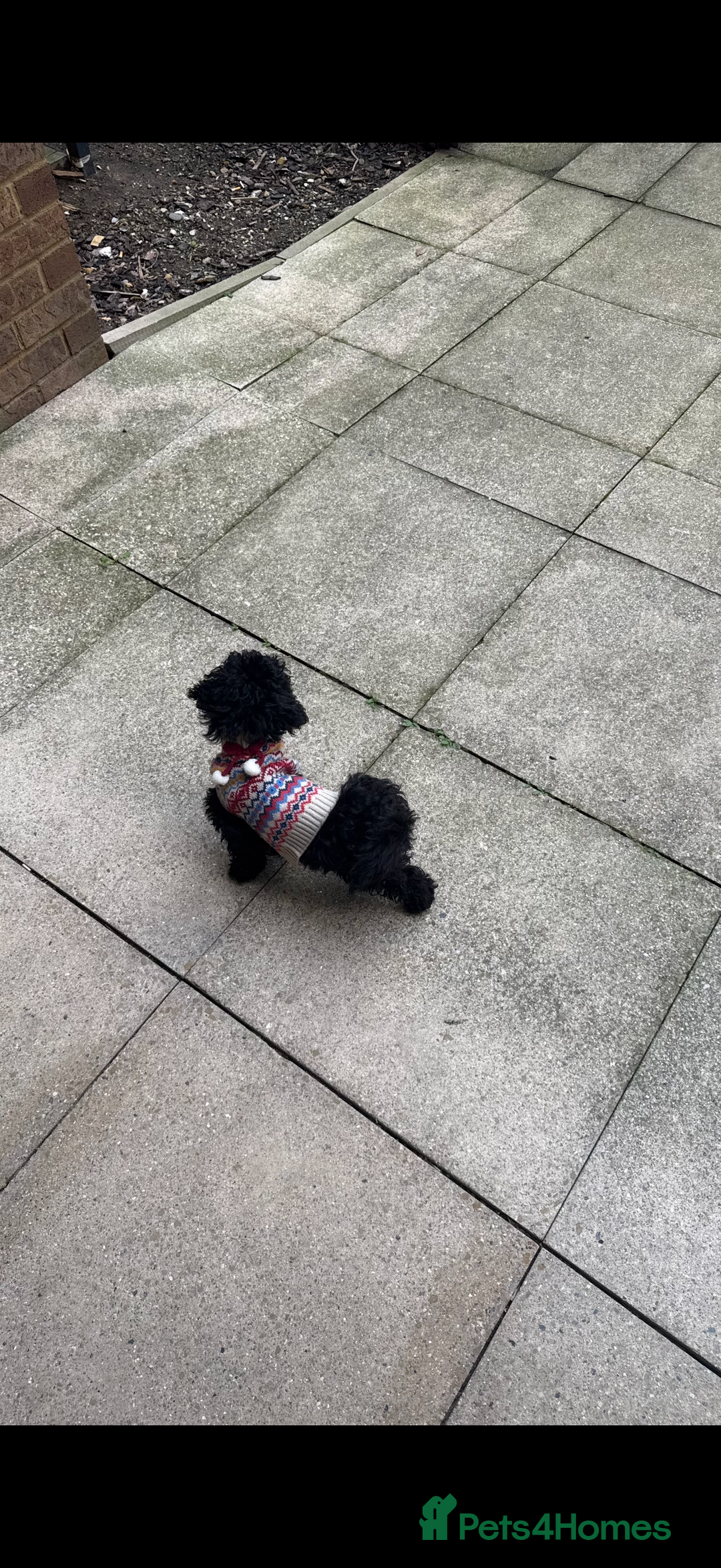 Cockapoo dogs for sale: Adorable Female Cockapoo Puppy for Sale - Advert 3