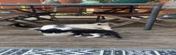 Mixed Breed cats for sale: Kittens ready for their forever homes  - Advert 6