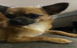 Chihuahua dogs for sale: Chihuahua Male - Image 4