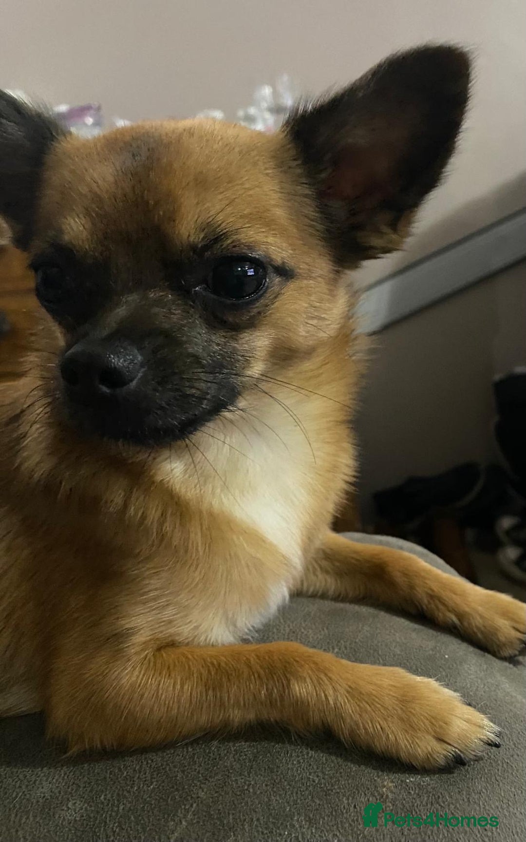 Chihuahua dogs for sale: Chihuahua Male - Image 4