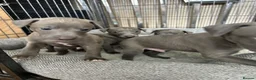 Italian Greyhound dogs for sale: Grey italian greyhound puppies - Advert 12