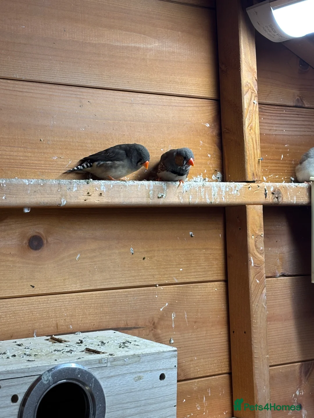 Finches birds for sale: Mixed zebra finches  in Milton Keynes - Advert 3