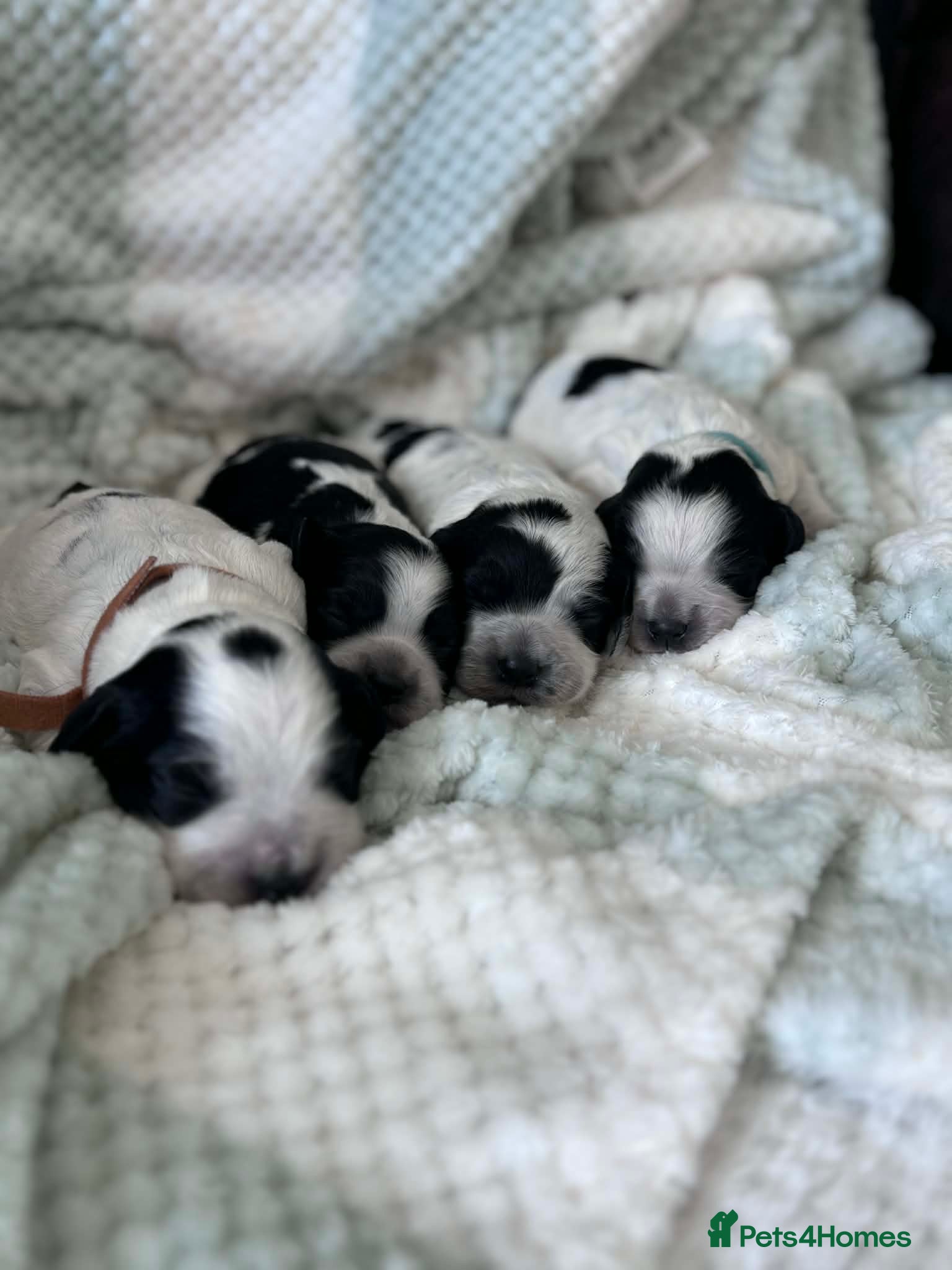 Cocker Spaniel dogs Working cocker spaniel puppies blue roan  - Advert 4