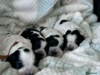 Cocker Spaniel dogs Working cocker spaniel puppies blue roan - Advert 9