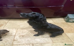 Cocker Spaniel dogs for sale: Working cocker spaniel puppies.  - Image 12