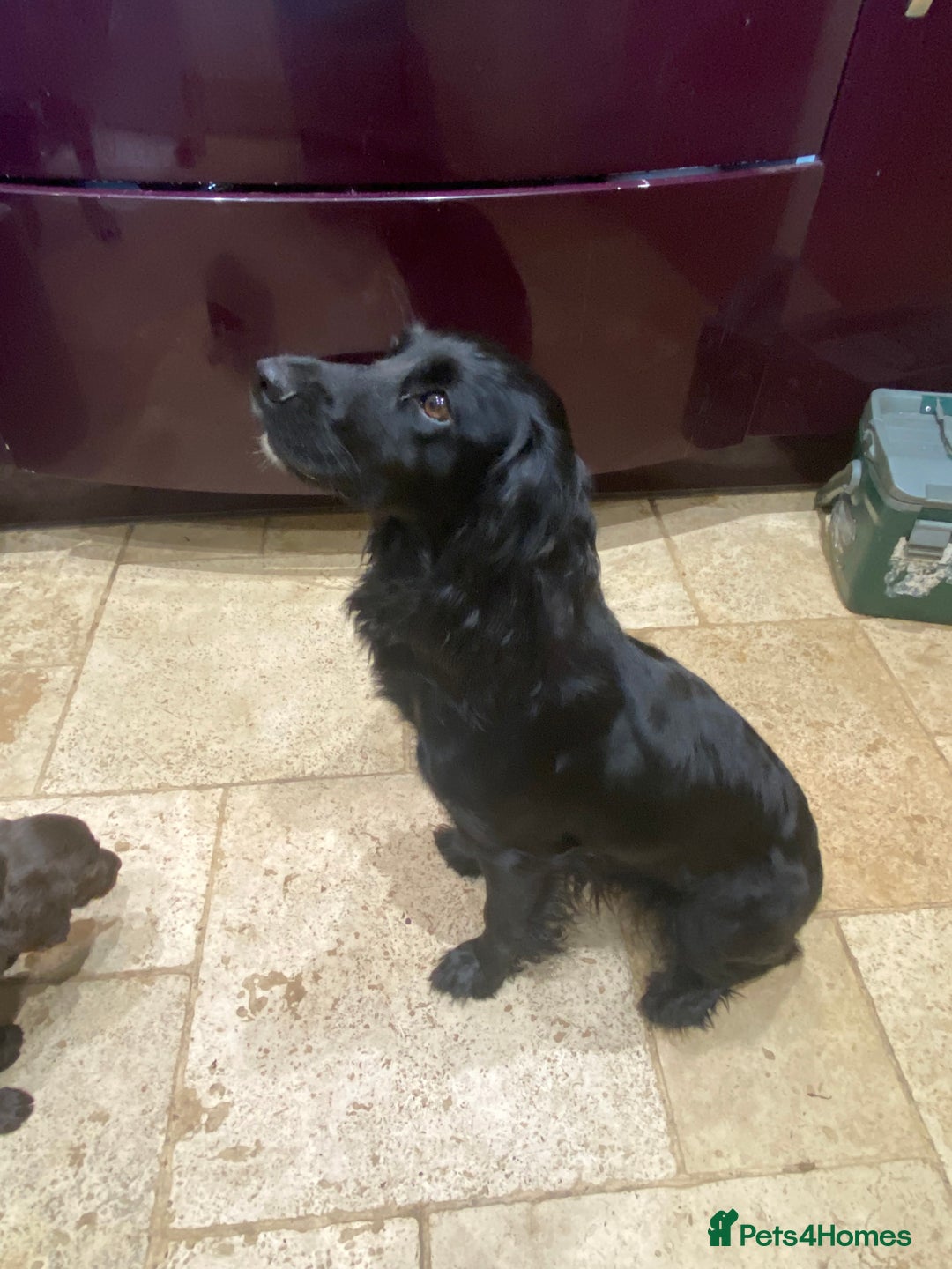 Cocker Spaniel dogs for sale: Working cocker spaniel puppies.  - Image 12