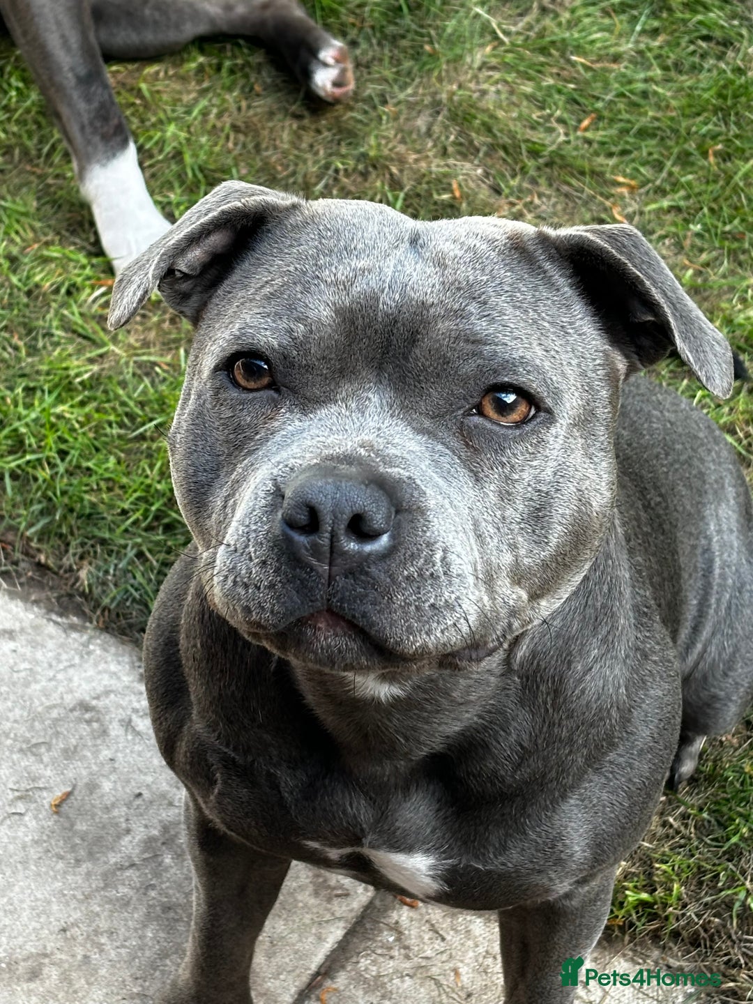 Staffordshire Bull Terrier dogs for sale: Blue Staffordshire bullterriers - Image 2