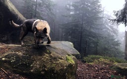 Saarloos Wolfdog dogs for sale: Rare Wolfdog Pups - Socialised & Highly Trainable - Image 40
