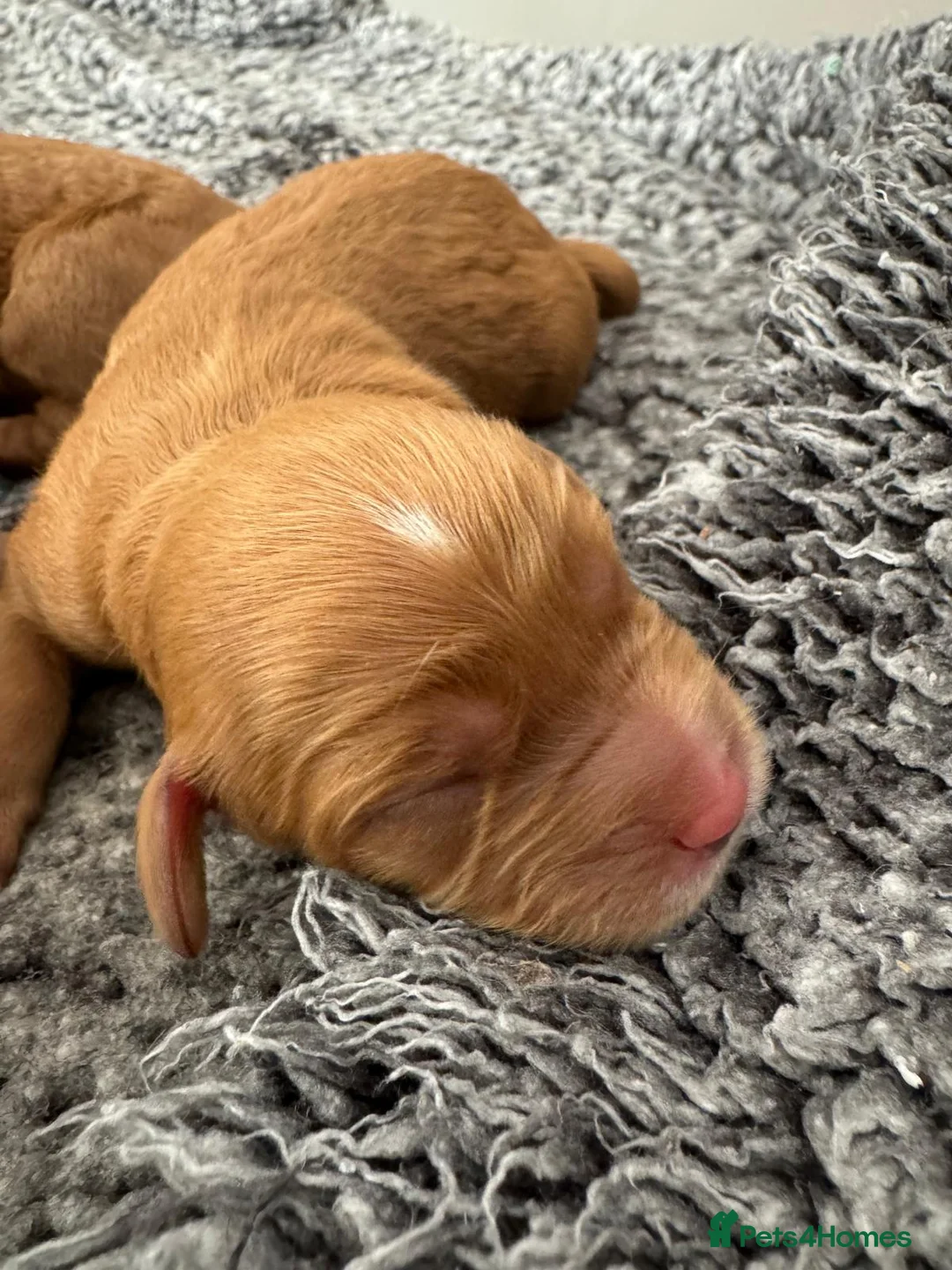 Cavalier King Charles Spaniel dogs for stud:  HEALTH TESTED kc cavalier king charles for stud  in Bedford - Advert 25