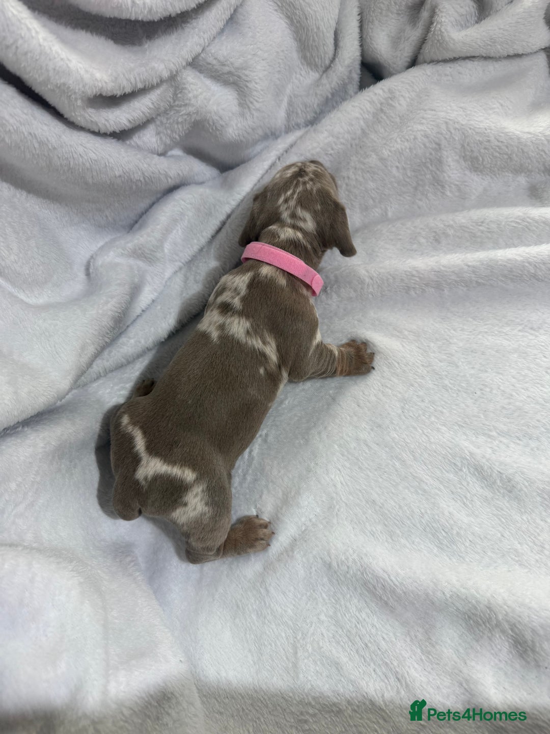 Dachshund dogs for sale: 4 dachshund puppies all females - Advert 14