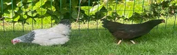 Chickens poultry for sale: Light Sussex and Rhode Island Red Bantam hens - Advert 2