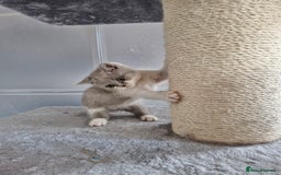 British Shorthair cats for sale: British shorthair and longhair - Image 8