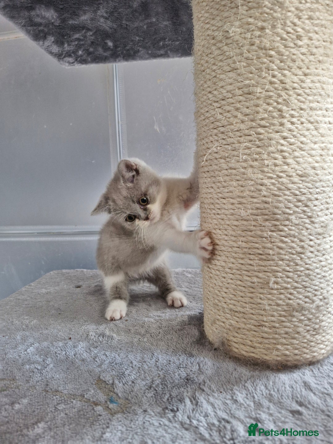 British Shorthair cats for sale: British shorthair and longhair - Image 8