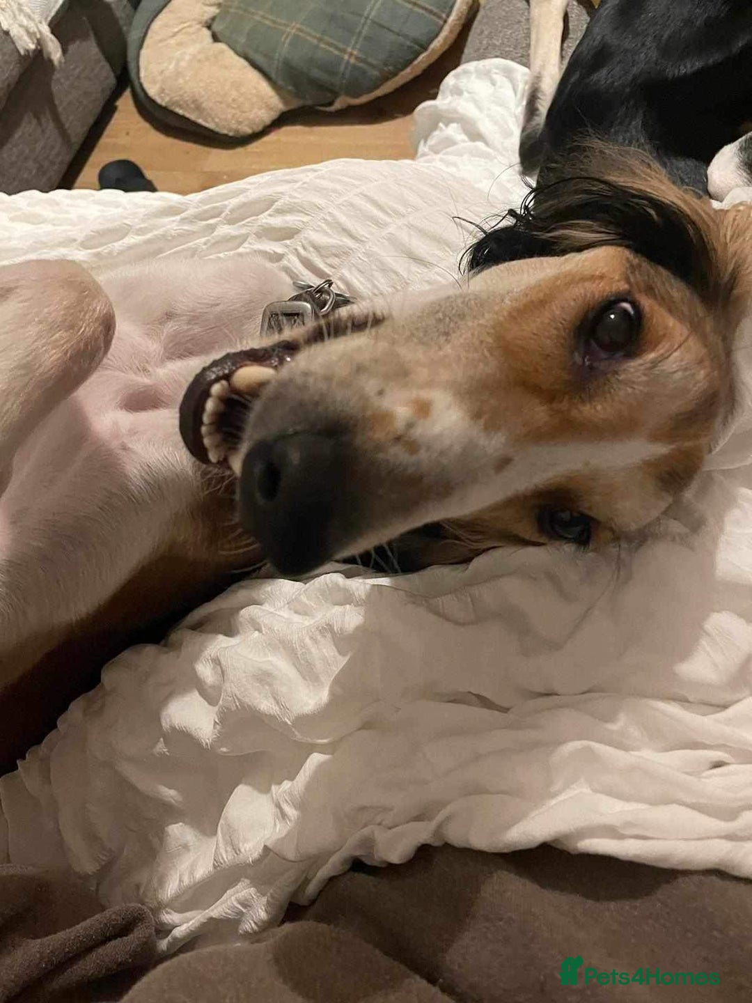 Saluki dogs for stud: KC Registered Saluki Stud in Liskeard - Advert 4