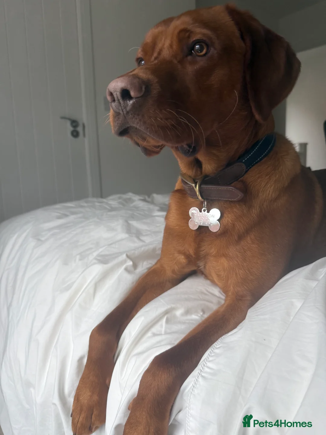 Labrador Retriever dogs for sale: Red Fox Lab - Looking for forever home - Advert 11