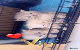 British Shorthair cats for sale: British short hair kittens  - Advert 17