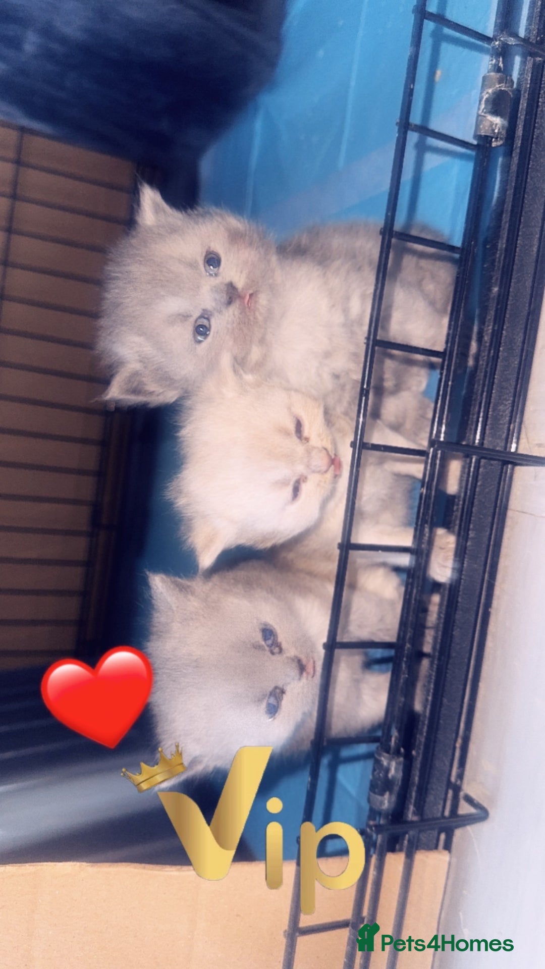 British Shorthair cats for sale: British short hair kittens  - Advert 17