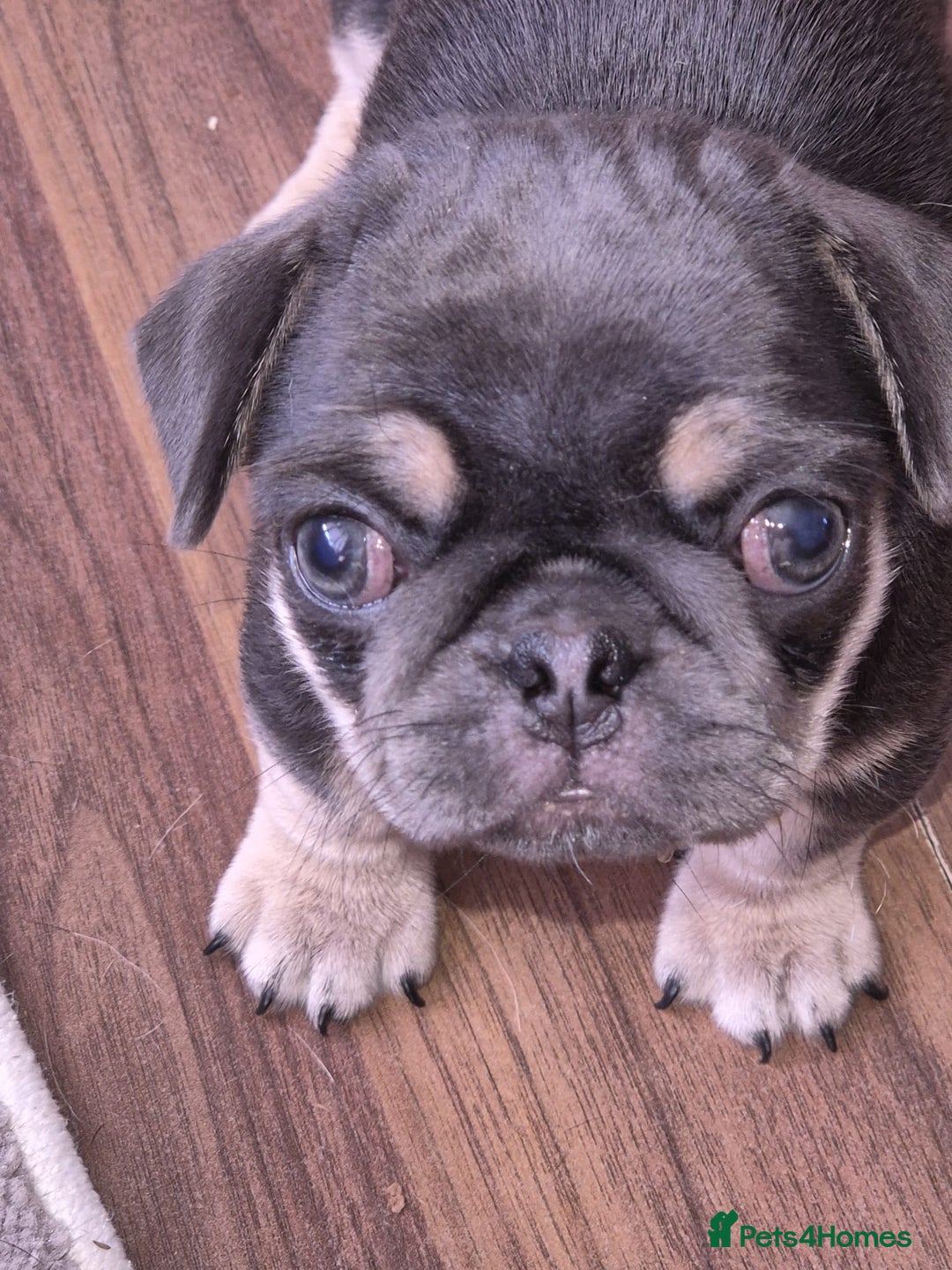 Pug dogs for sale: 2 KC Pug puppies available from a litter of 3. - Image 3