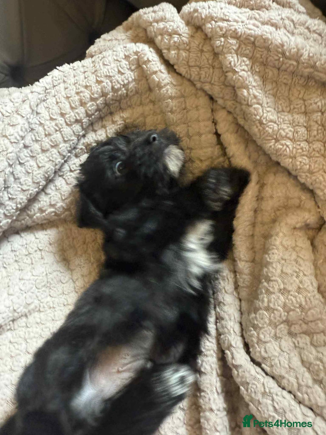 Mixed Breed dogs for sale: Yorkie/jack boy for sale  - Image 6