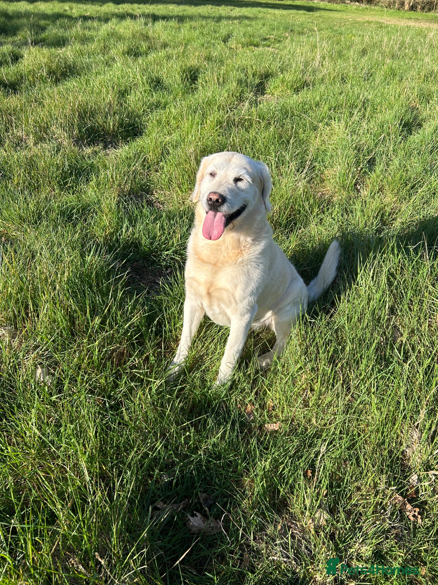 Labradoodle dogs Doodle Stud Dog with impeccable temperament  - Advert 10