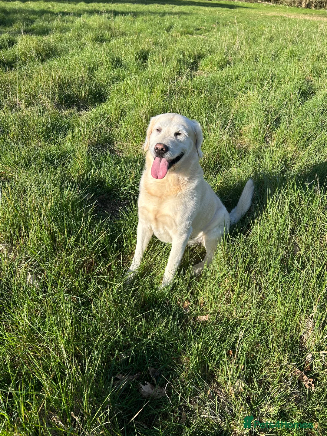 Labradoodle dogs for stud: Doodle Stud Dog with impeccable temperament  - Advert 1