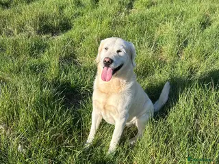 Labradoodle dogs Doodle Stud Dog with impeccable temperament - Advert 7