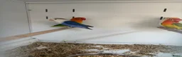 Lovebirds birds for sale: Stunning Various Baby Lovebirds  - Advert 1